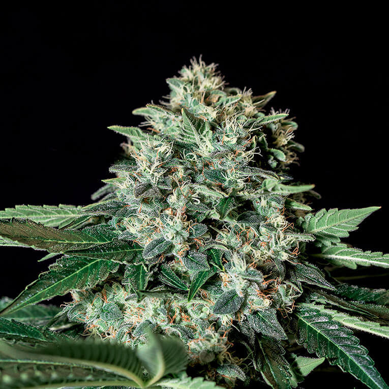 Cola entera de Gorila Bilbo cubierta de tricomas sobre fondo negro
